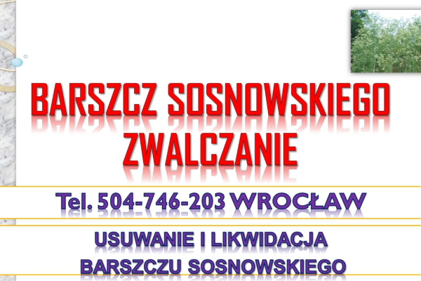 Ogłoszenie - Usuwanie barszczu Sosnowskiego, cena, tel 504-746-203, Wrocław, likwidacja, zwalczanie, utylizacja , usunięcie, barszczu - Wrocław