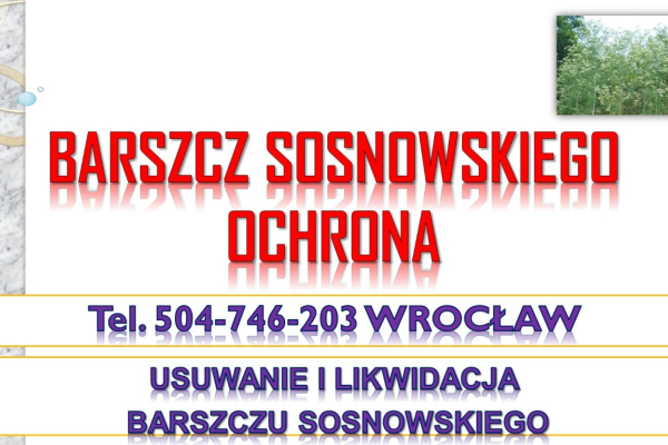 Ogłoszenie - Usuwanie barszczu Sosnowskiego, cena, tel 504-746-203, Wrocław, likwidacja, zwalczanie, utylizacja , usunięcie, barszczu - Wrocław