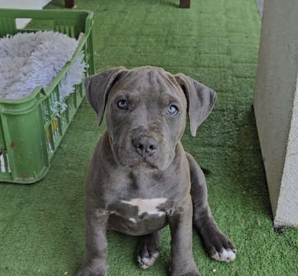 Ogłoszenie - Blue Amstaff American Staffordshire Terrier - Łęczna - 2 500,00 zł