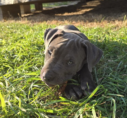 Ogłoszenie - Blue Amstaff American Staffordshire Terrier - Łęczna - 2 500,00 zł