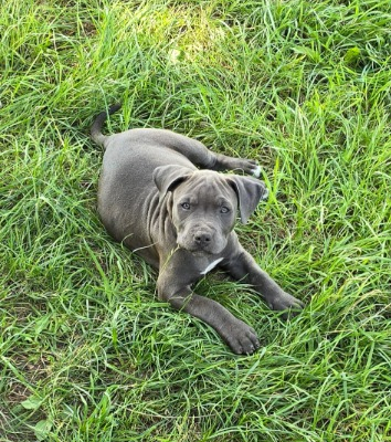 Ogłoszenie - Blue Amstaff American Staffordshire Terrier - Łęczna - 2 500,00 zł