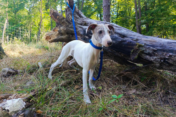 Ogłoszenie - Szczenięta rasy Whippet, gotowe do zmiany domku - Kraków - 4 000,00 zł