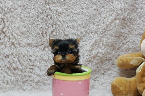 Ogłoszenie - Lovely Tea cup yorkie puppy