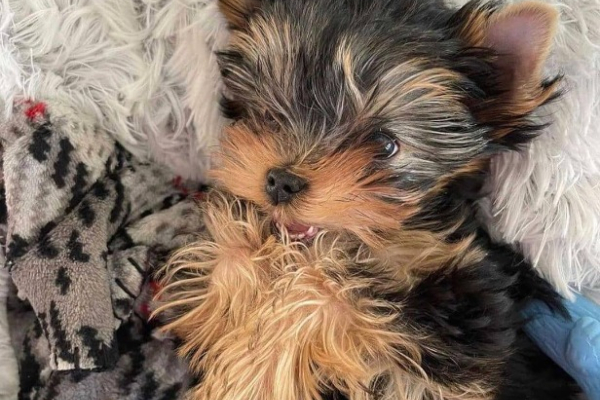 Ogłoszenie - Szczeniaki Yorkshire Terrier na sprzedaż. - 1 350,00 zł