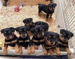 Ogłoszenie - Rottweiler na sprzedaż.