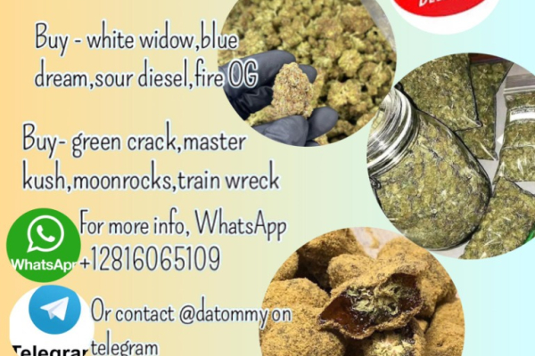 Ogłoszenie - whatsapp +12816065109 to buy mushrooms, xanax and cocaine for sale in Singapore and Malaysia - Rumia - 500,00 zł