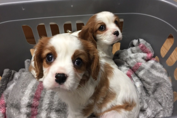 Ogłoszenie - Cavelire king charles spaniel - 1 500,00 zł