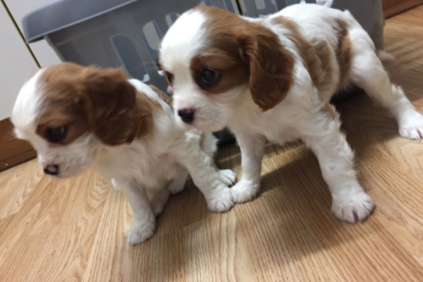 Ogłoszenie - Cavelire king charles spaniel - 1 500,00 zł