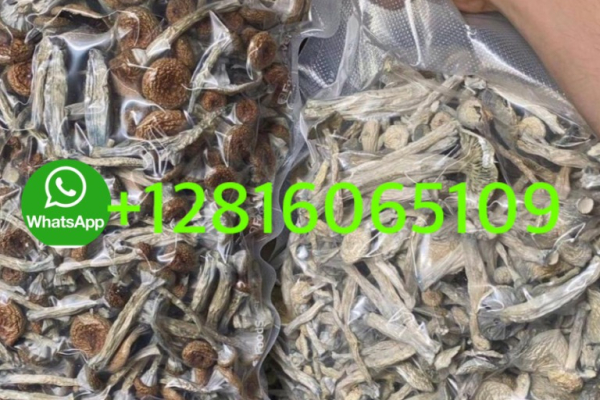 Ogłoszenie - whatsapp +12816065109 to buy mushrooms, xanax and cocaine for sale in Singapore and Malaysia - Rumia - 500,00 zł