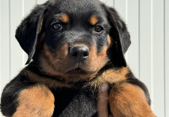 Ogłoszenie - Rottweiler na sprzedaż.