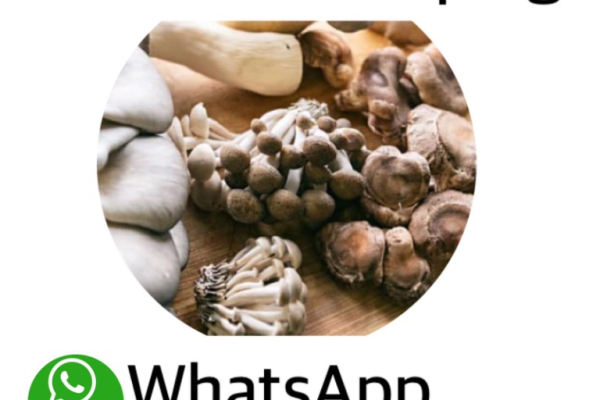 Ogłoszenie - whatsapp +12816065109 to buy mushrooms, xanax and cocaine for sale in Singapore and Malaysia - Rumia - 500,00 zł