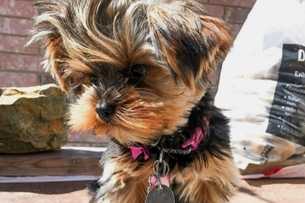 Ogłoszenie - Szczeniaki Yorkshire Terrier na sprzedaż. - 1 350,00 zł