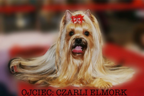 Ogłoszenie - Yorkshire Terrier FCI - Lubuskie - 4 300,00 zł