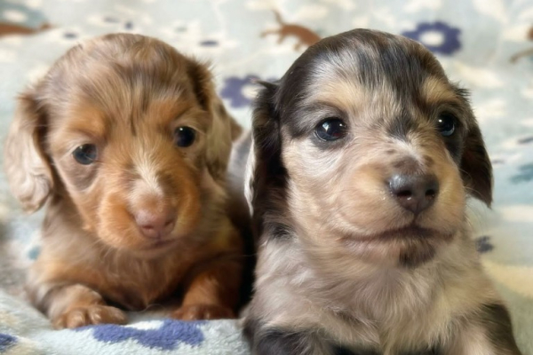 Ogłoszenie - dachshund puppies available for sell - Litwa - 1 500,00 zł