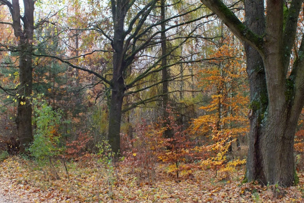 Ogłoszenie - Działka na skraju Puszczy Rzepińskiej z warunkami zabudowy dla budynku mieszkalnego jednorodzinnego wolnostojącego - Lubuskie - 472 500,00 zł