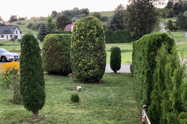 Ogłoszenie - Kompleksowa Pielęgnacja Przestrzeni Zewnętrznej i Ogrodów - Podkarpackie - 60,00 zł