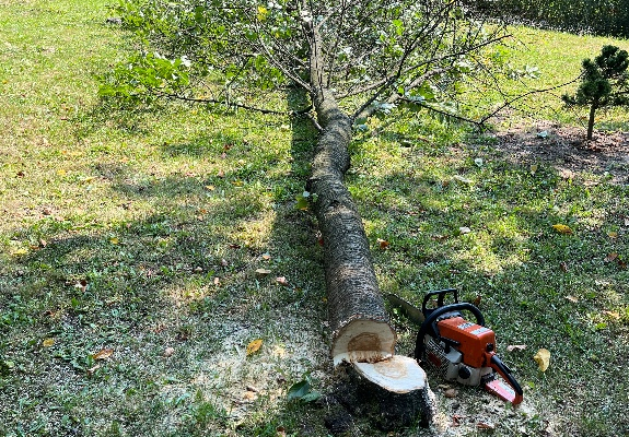 Ogłoszenie - Kompleksowa Pielęgnacja Przestrzeni Zewnętrznej i Ogrodów - Podkarpackie - 60,00 zł