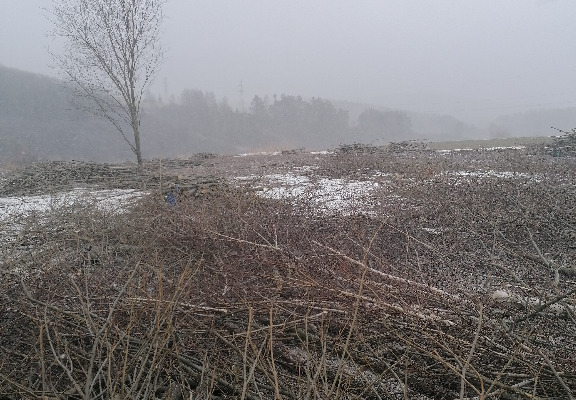 Ogłoszenie - Karczowanie działek, czyszczenie działek, wycinka zarośli - Sanok