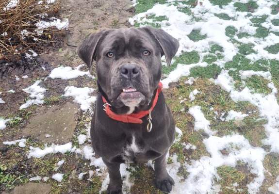 Ogłoszenie - Śliczna suczka Cane Corso - Ostróda - 700,00 zł