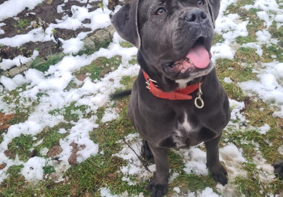 Ogłoszenie - Śliczna suczka Cane Corso - Ostróda - 700,00 zł