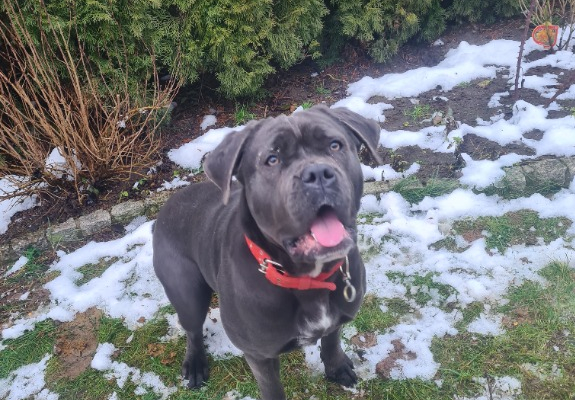 Ogłoszenie - Śliczna suczka Cane Corso - Ostróda - 700,00 zł