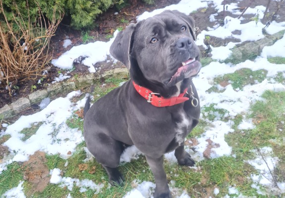 Ogłoszenie - Śliczna suczka Cane Corso - Ostróda - 700,00 zł