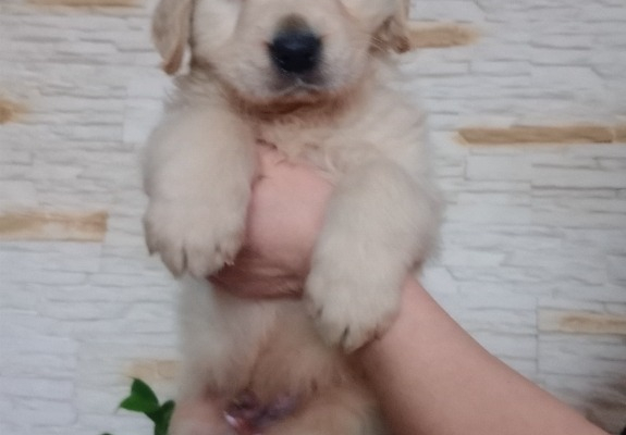 Ogłoszenie - Golden retriever - śliczne szczeniaki - Częstochowa - 900,00 zł