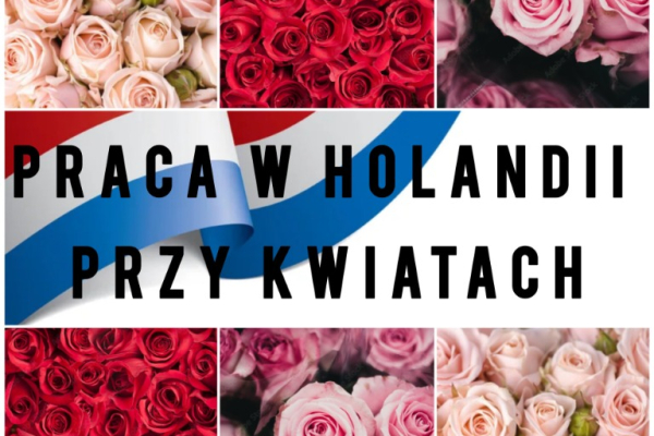 Ogłoszenie - PRACA W HOLANDI - KONTROLA JAKOŚCI KWIATÓW - Dolnośląskie