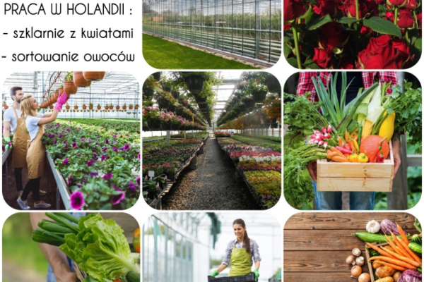 Ogłoszenie - PRACA W HOLANDII - Szklarnie/Sortownie/Produkcja