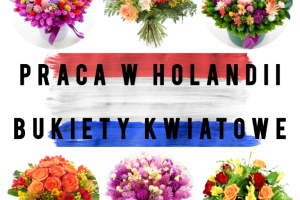 Ogłoszenie - PRACA W HOLANDI - KONTROLA JAKOŚCI KWIATÓW - Dolnośląskie