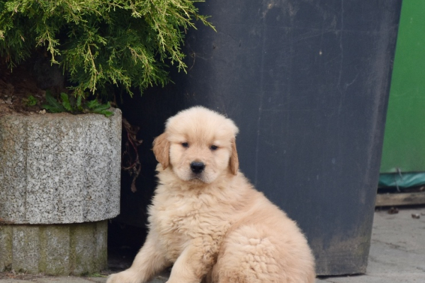 Ogłoszenie - Szczeniaki Golden retriever linia amerykańska - Śląskie - 9 000,00 zł