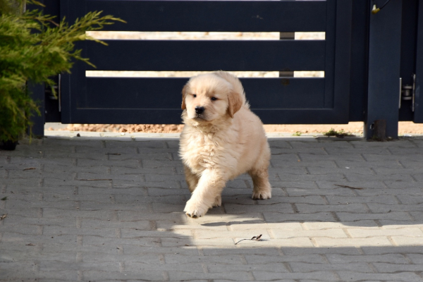 Ogłoszenie - Szczeniaki Golden retriever linia amerykańska - Śląskie - 9 000,00 zł