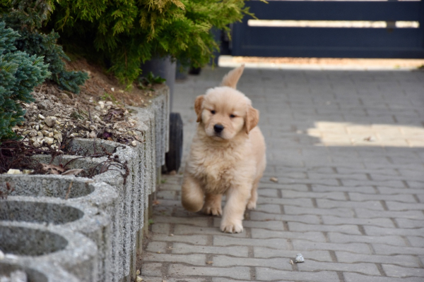 Ogłoszenie - Szczeniaki Golden retriever linia amerykańska - Śląskie - 9 000,00 zł