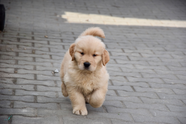 Ogłoszenie - Szczeniaki Golden retriever linia amerykańska - Śląskie - 9 000,00 zł