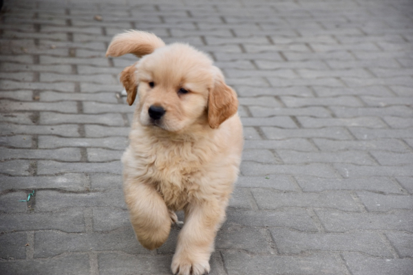 Ogłoszenie - Szczeniaki Golden retriever linia amerykańska - Śląskie - 9 000,00 zł