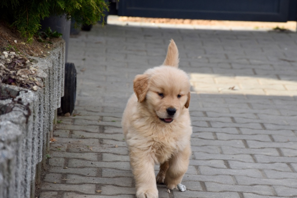 Ogłoszenie - Szczeniaki Golden retriever linia amerykańska - Śląskie - 9 000,00 zł