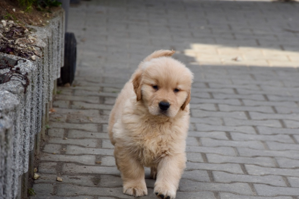 Ogłoszenie - Szczeniaki Golden retriever linia amerykańska - Śląskie - 9 000,00 zł