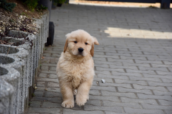 Ogłoszenie - Szczeniaki Golden retriever linia amerykańska - Śląskie - 9 000,00 zł