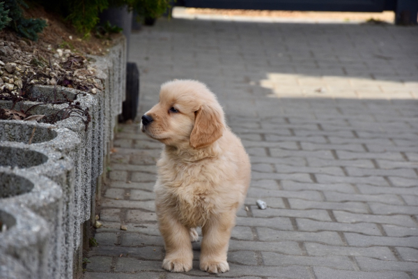 Ogłoszenie - Szczeniaki Golden retriever linia amerykańska - Śląskie - 9 000,00 zł