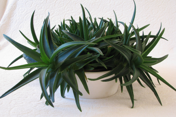 Ogłoszenie - Aloes – piękna, tryskająca zielenią roślinka o właściwościach leczniczych - Kraków - 29,00 zł