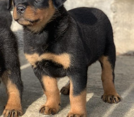 Ogłoszenie - rotvajler puppies available - Gniezno