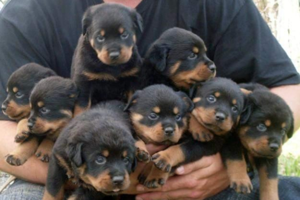 Ogłoszenie - rotvajler puppies available - Gniezno