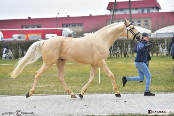 Ogłoszenie - Stanówka - Leszno - 700,00 zł