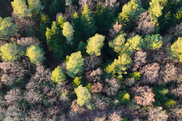 Ogłoszenie - Profesjonalne USŁUGI DRONEM - zdjęcia i filmy z lotu ptaka - Świętokrzyskie - 100,00 zł