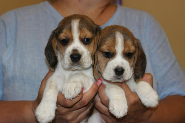 Ogłoszenie - Beagle - szczeniaczki ZKwP - Częstochowa - 3 000,00 zł