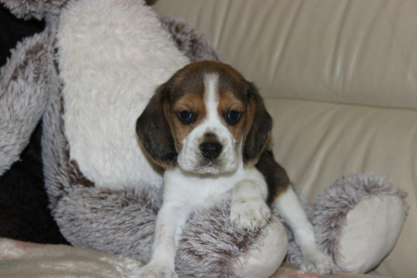 Ogłoszenie - Beagle - szczeniaczki ZKwP - Częstochowa - 3 000,00 zł