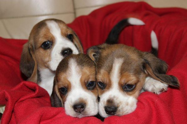 Ogłoszenie - Beagle - szczeniaczki ZKwP - Częstochowa - 3 000,00 zł