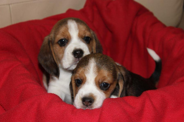 Ogłoszenie - Beagle - szczeniaczki ZKwP - Częstochowa - 3 000,00 zł