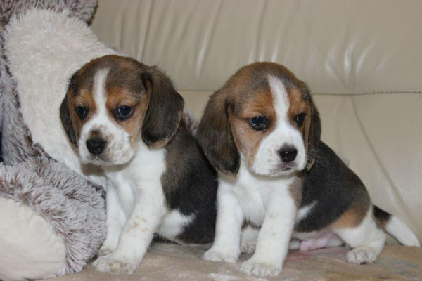 Ogłoszenie - Beagle - szczeniaczki ZKwP - Częstochowa - 3 000,00 zł