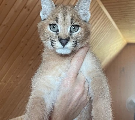 Ogłoszenie - Miot kociąt Savannah Serval i Caracal - Wawer - 1,00 zł